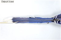 臺灣藍鵲藏品圖，第10張